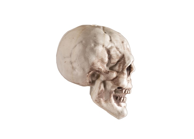 Cranio umano isolato su sfondo bianco Vista profilo Anatomia struttura corporea educazione medica