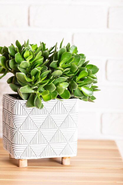 Crassula decorativa per piante da interno in vaso