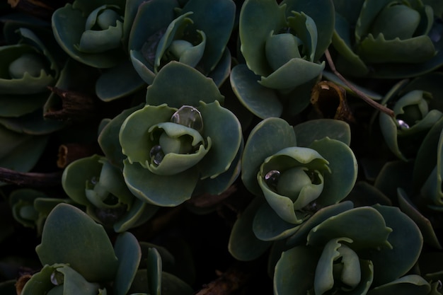 Crassula in giardino