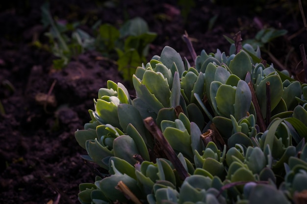 Crassula in giardino