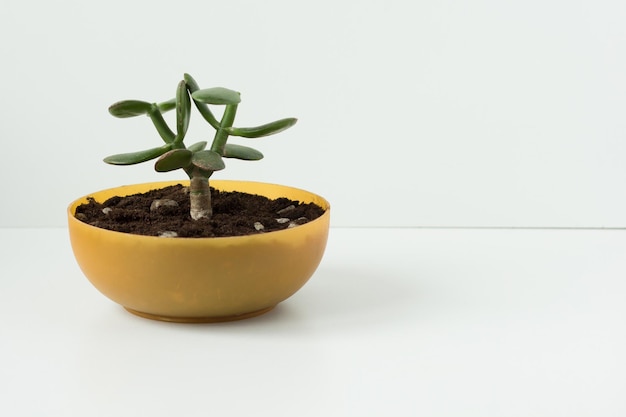 Crassula ovata fatta in casa tagliata o pizzicata per i futuri bonsai in vaso basso rotondo su fondo bianco