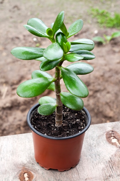 Crassula ovata in un vaso di fiori