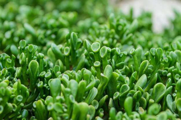 Crassula portulacea