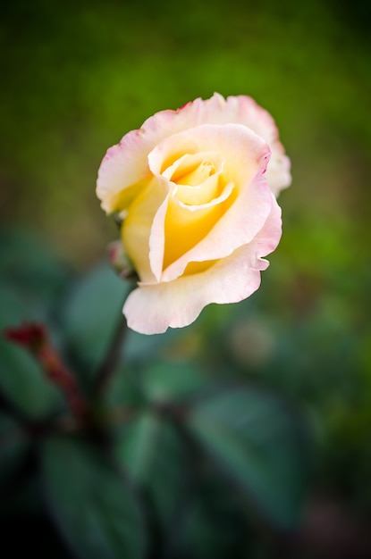 Cream Rose