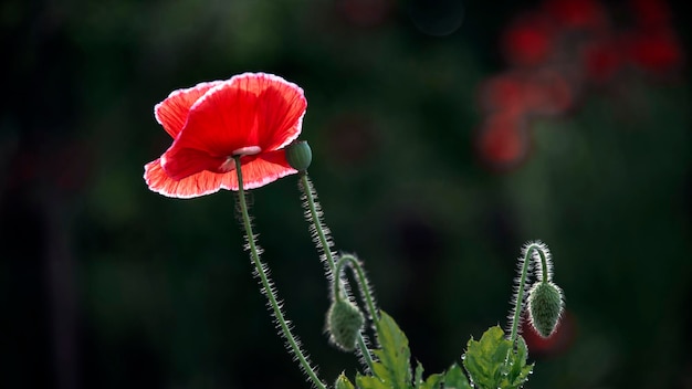 Creare uno stato d'animo. Nel giardino fioriscono papaveri. Fiore selvatico in tutto il suo splendore.