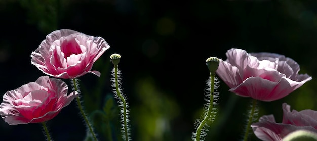 Creare uno stato d'animo.Nel giardino fioriscono papaveri.Un fiore delicato.Panorama. Naturale e bello.