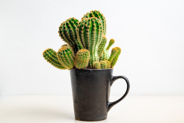 Creativo fatto di cactus con tazza di caffè su sfondo bianco concetto minimo Idea creativamente per produrre lavoro all'interno di una comunicazione pubblicitaria di marketing