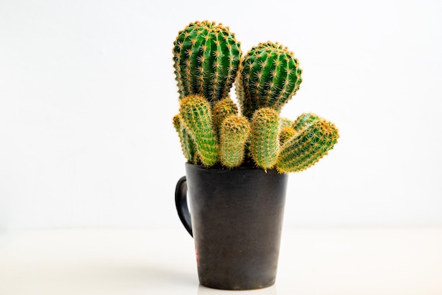 Creativo fatto di cactus con tazza di caffè su sfondo bianco concetto minimo Idea creativamente per produrre lavoro all'interno di una comunicazione pubblicitaria di marketing