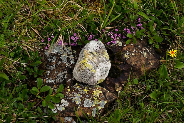 Creato dalla natura composizione di pietre e fiori nella tundra di montagna