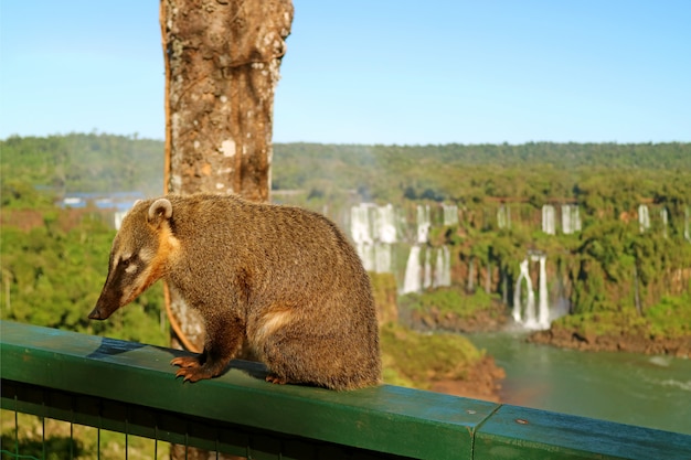 Creature simili a procioni chiamate Coati trovate nel Parco nazionale delle cascate dell'Iguazù, in Brasile