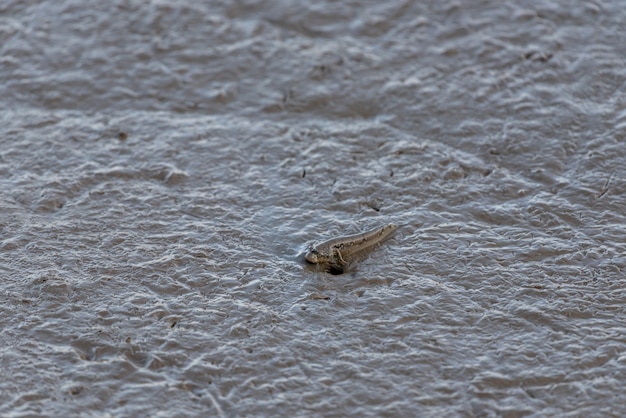 Creature sulla spiaggia, pesci che saltano saltafango