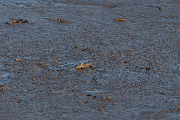 Creature sulla spiaggia, pesci che saltano saltafango