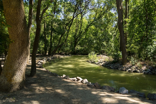 Creek con acqua verde stagnante nella riserva naturale Askania nova in Ucraina in una soleggiata giornata estiva.