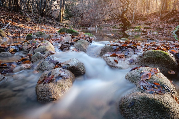 Creek nel tramonto della foresta autunnale Stagione autunnale nella foresta