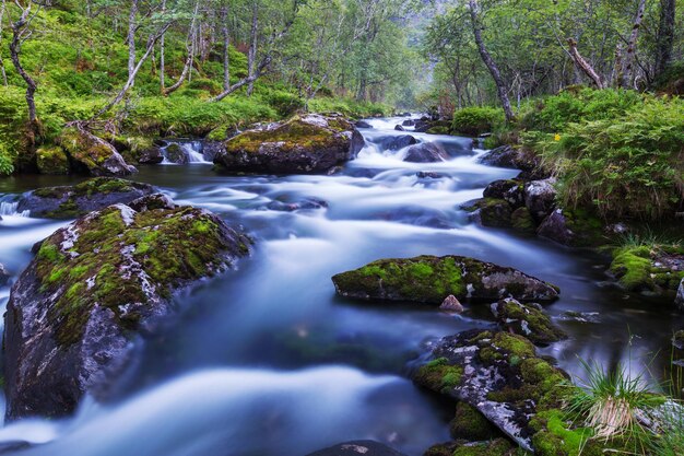 Creek nella foresta