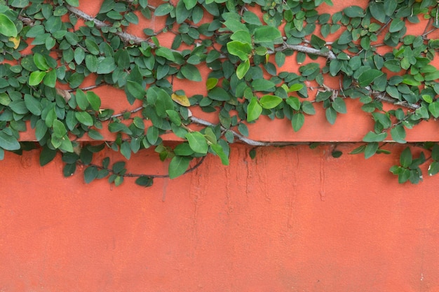 Creeper verde sul muro di cemento arancione