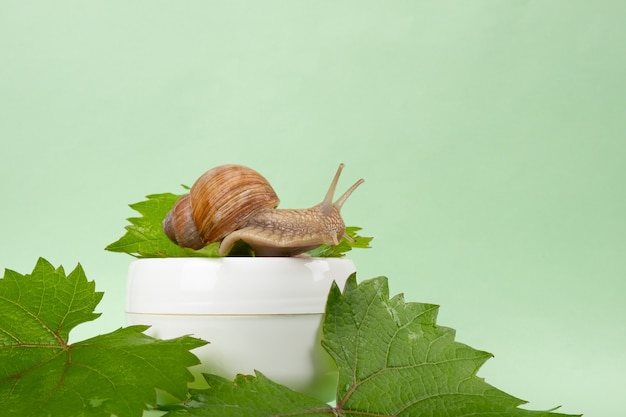 Crema di mucina di lumaca d'uva, cosmetico per la cura della pelle.