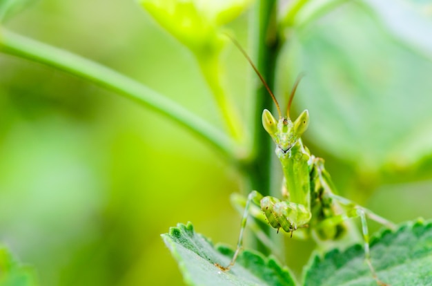 Creobroter Gemmatus, Jeweled Flower Mantis o Indian Flower Mantis su foglie di piante