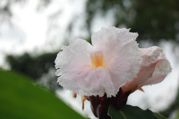 Crepe bianco-fiori di zenzero, Cheilocostus speciosus