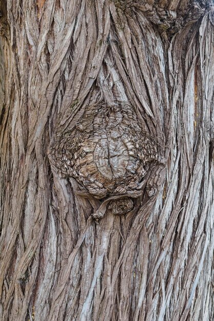 Crepe sulla corteccia di un vecchio primo piano dell'albero