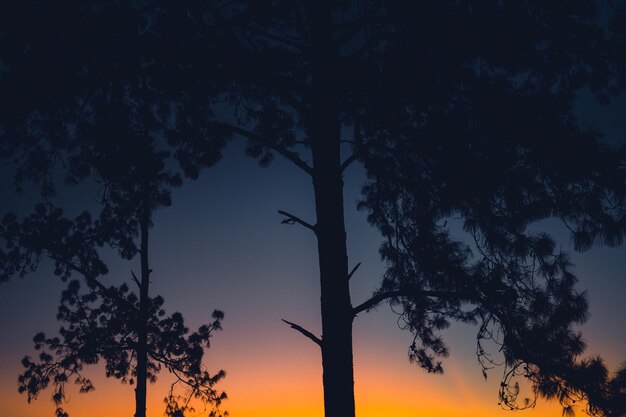 Crepuscolo Tramonto dopo il tramonto nel cielo nella foresta