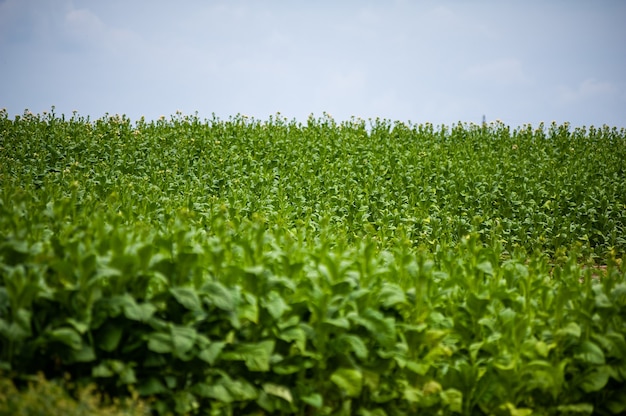 Cresce la piantagione di tabacco nel campo