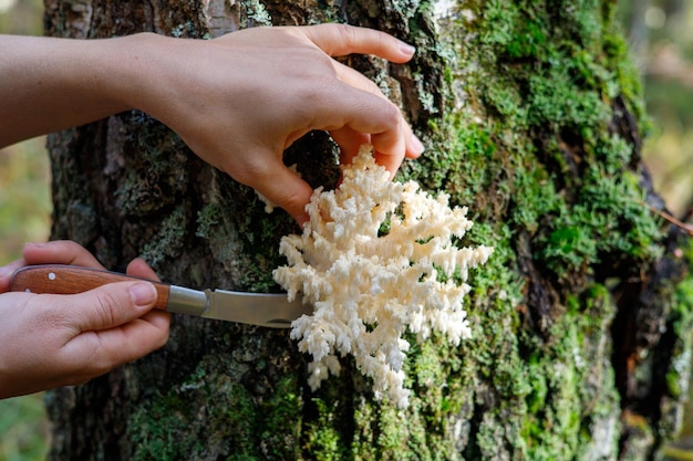 Cresce nella foresta su una betulla Hericium coralloides Una ragazza taglia un fungo con uno speciale coltello da campeggio