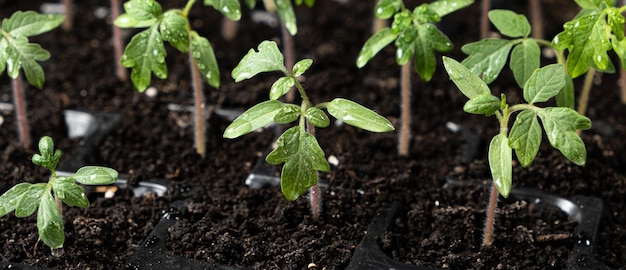 Crescendo pomodori dai semi sono cresciuti i germogli