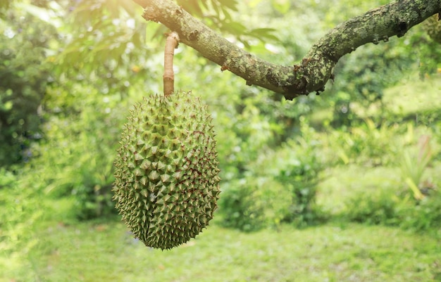 Crescente frutta durian verde appesa all'albero in agricoltura azienda agricola di frutta locale