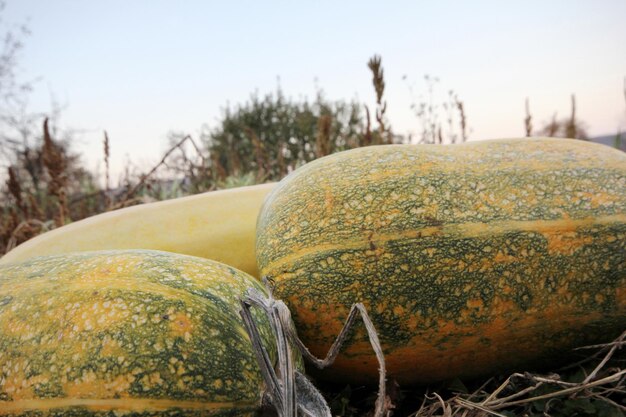 Crescente verdura di zucca fresca in giardino