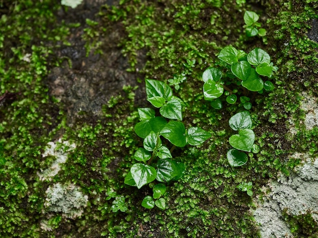 Crescere dal vivo verde