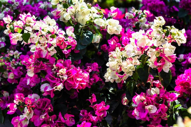 Crescere fiori multicolori di Bougainvillea sotto la luce del sole a Nha Trang Vietnam