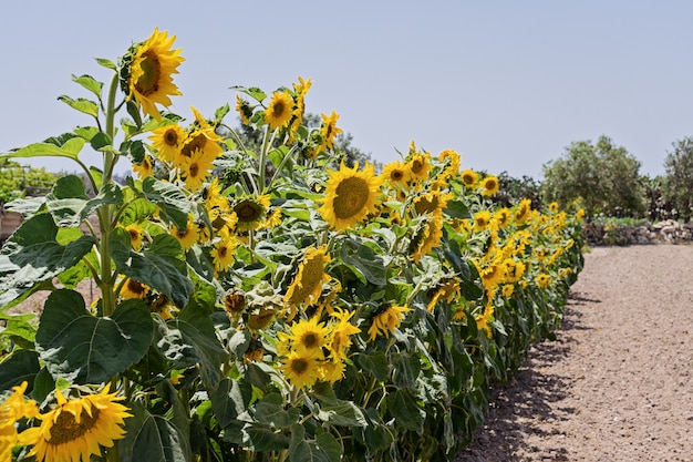 Crescere in fila girasoli sul campo a Malta