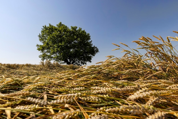 Crescere in un campo di grano