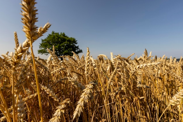 Crescere in un campo di grano