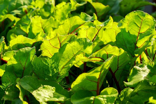 Crescere la giovane lattuga barbabietola lascia la bietola Il concetto di vita rurale e verdure fatte in casa