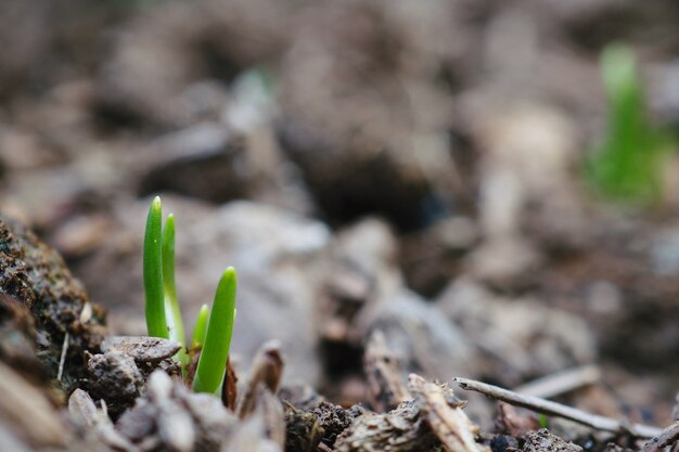 Crescere piccoli germogli verdi ecologici. Concetto di sfondo di primavera.