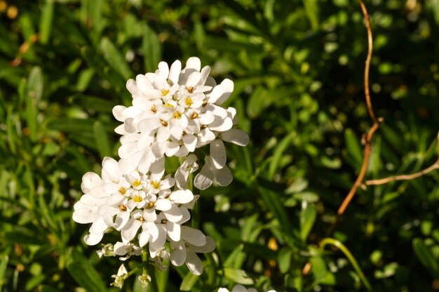 Crescione in un giardino