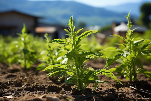 Crescita dei terreni agricoli della pianta di sesamo di sesamo sui campi coltivati