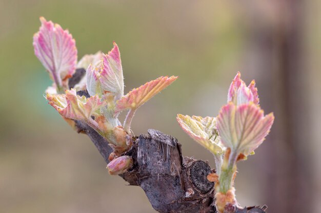 Crescita del vigneto