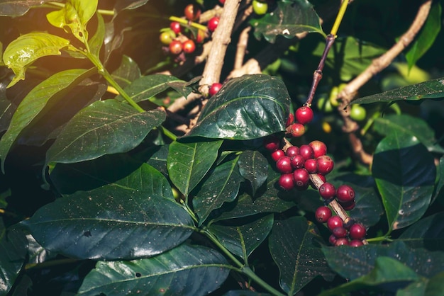 Crescita dell'albero del caffè del seme fresco della pianta della bacca del chicco di caffè rosso in azienda agricola biologica verde dell'eco