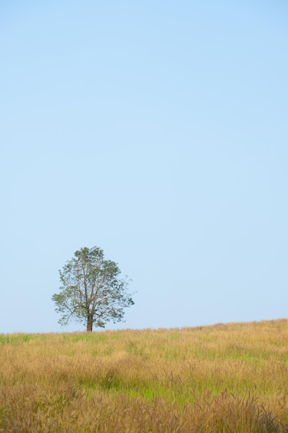 Crescita dell'albero nel terreno erboso e nello spazio della copia