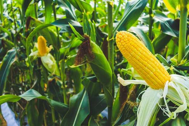 Crescita della pannocchia di mais nel campo dell'agricoltura