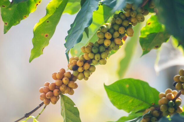 Crescita della pianta del caffè del seme fresco della pianta della bacca del chicco di caffè giallo nell'azienda agricola organica di Yellow Bourbon eco