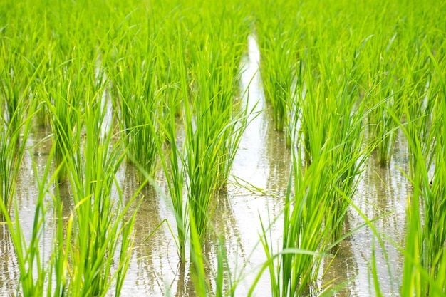 Crescita delle piante di germogli di riso nel campo di riso