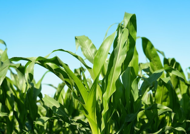 Crescita delle piante di mais in campo agricolo su sfondo blu cielo