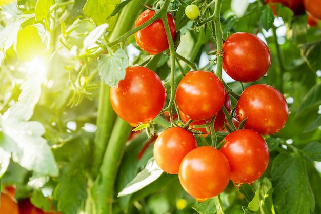 Crescita delle piante di pomodori rossi maturi freschi in serra organica