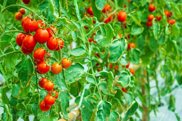 Crescita delle piante di pomodori rossi maturi freschi nel giardino biologico della serra pronto per il raccolto