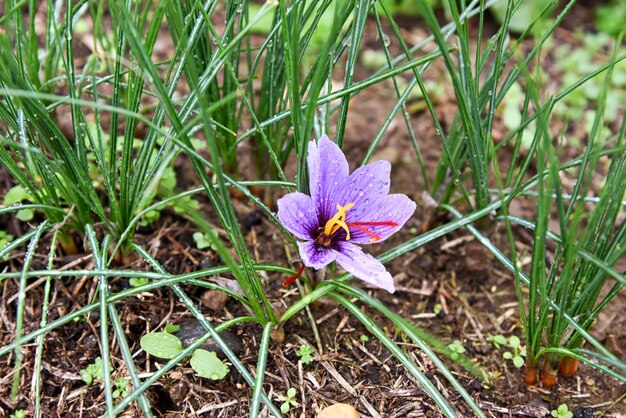 Crescita di fiore porpora dello zafferano all'aperto in un campo