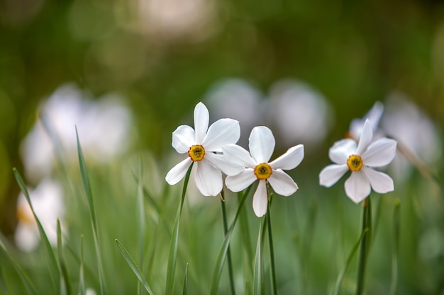 Crescita di fiori bianca del narciso nel parco di estate con vegetazione verde sulla natura vaga
